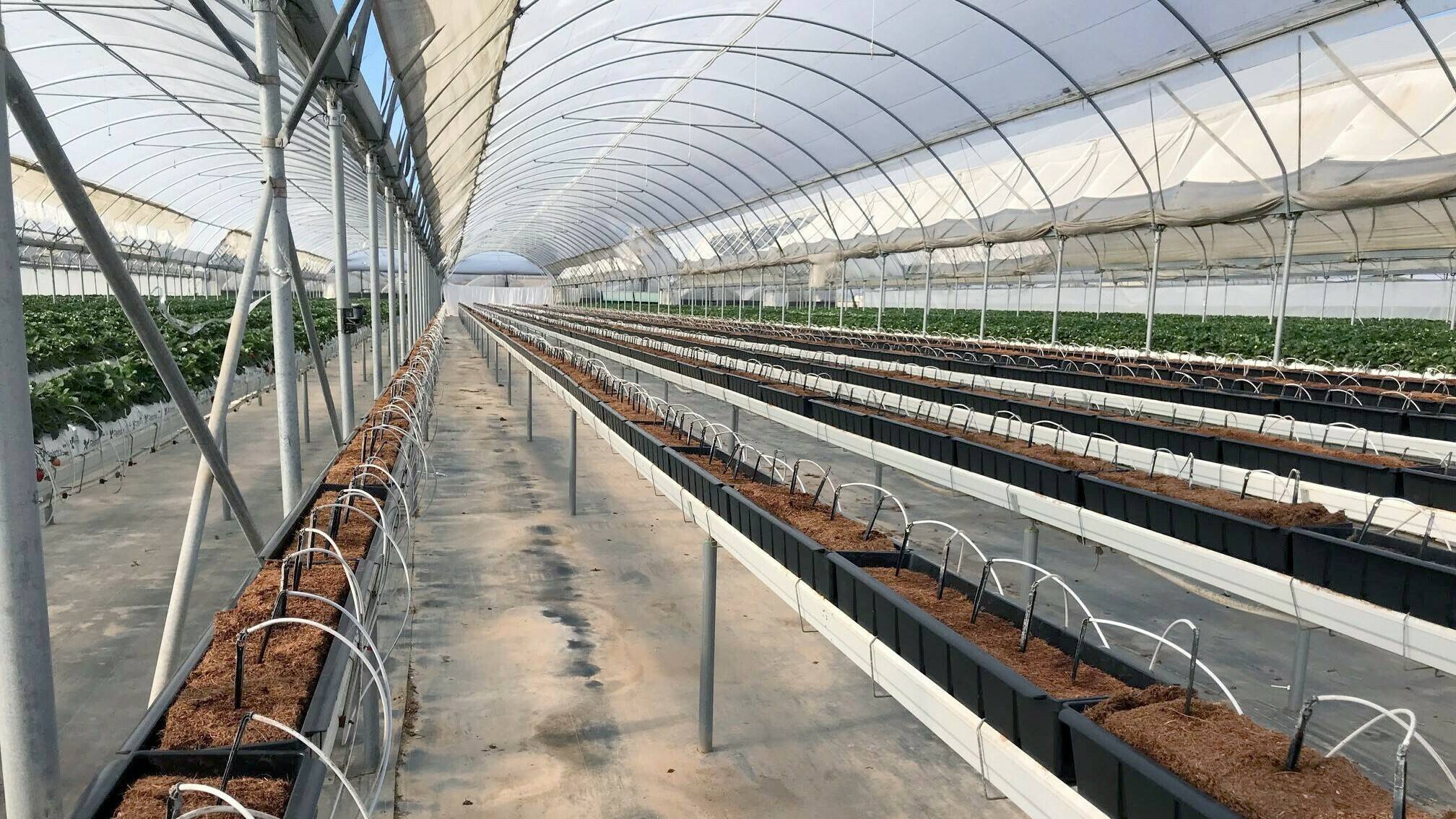 California substraatbak Beekenkamp in praktijk b|Beekenkamp anuncio|Aardbeientray 30-gaats mini|fresa Praktijkfoto Califorina trough Beekenkamp in goot